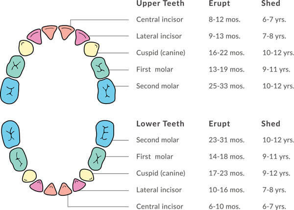 Baby teeth eruption chart